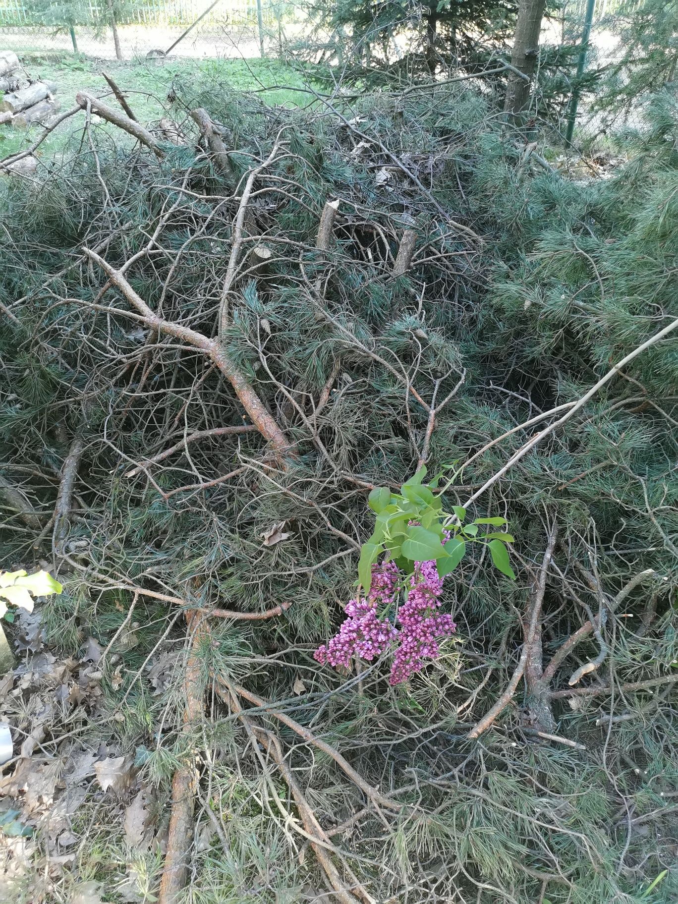 Gałęzie po wycince