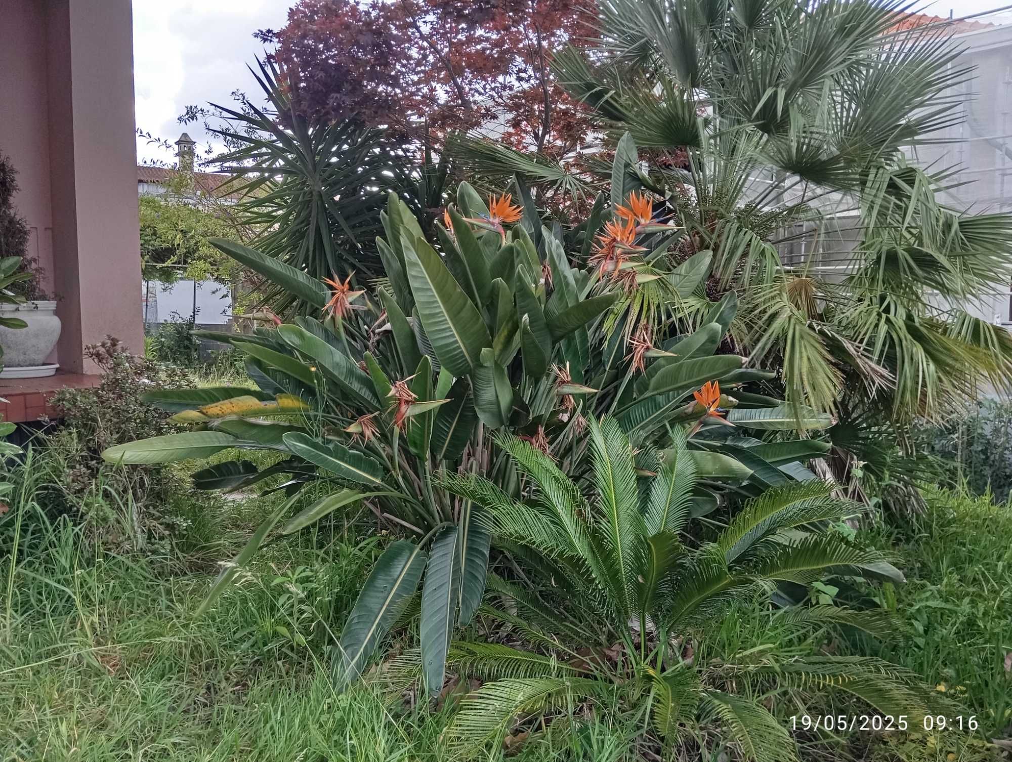 Plantas Estrelicias
