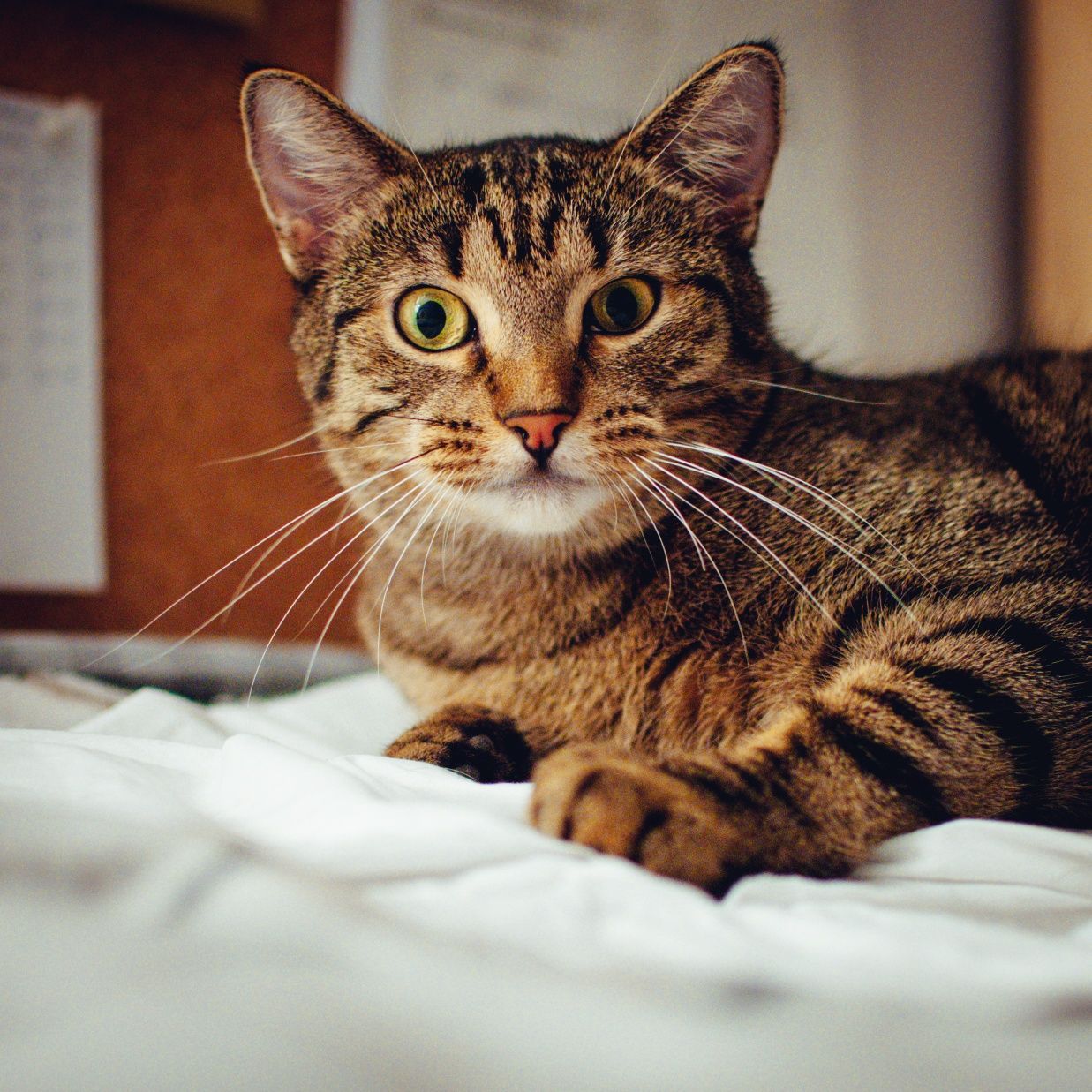 Mimi - kotka do adopcji
