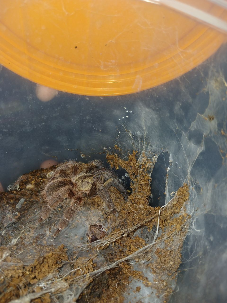 Продам Psalmopoeus reduncus L9