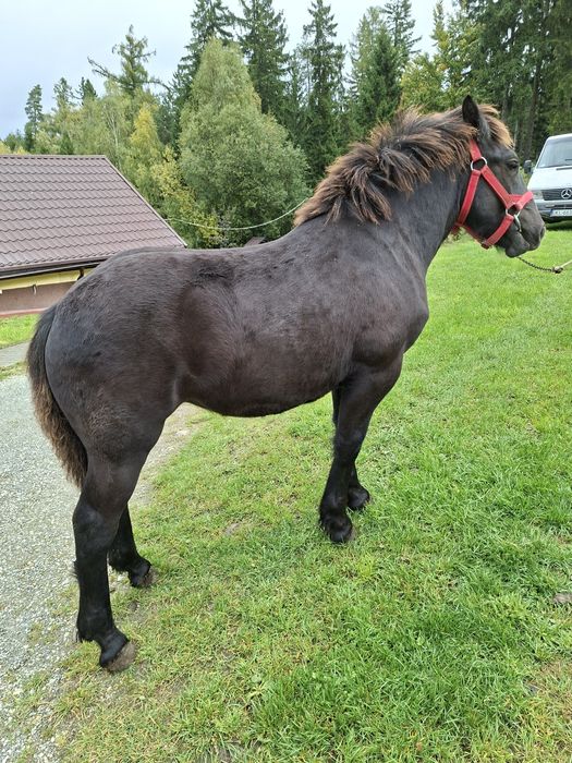 Sprzedam zrebice zimnokrwistom