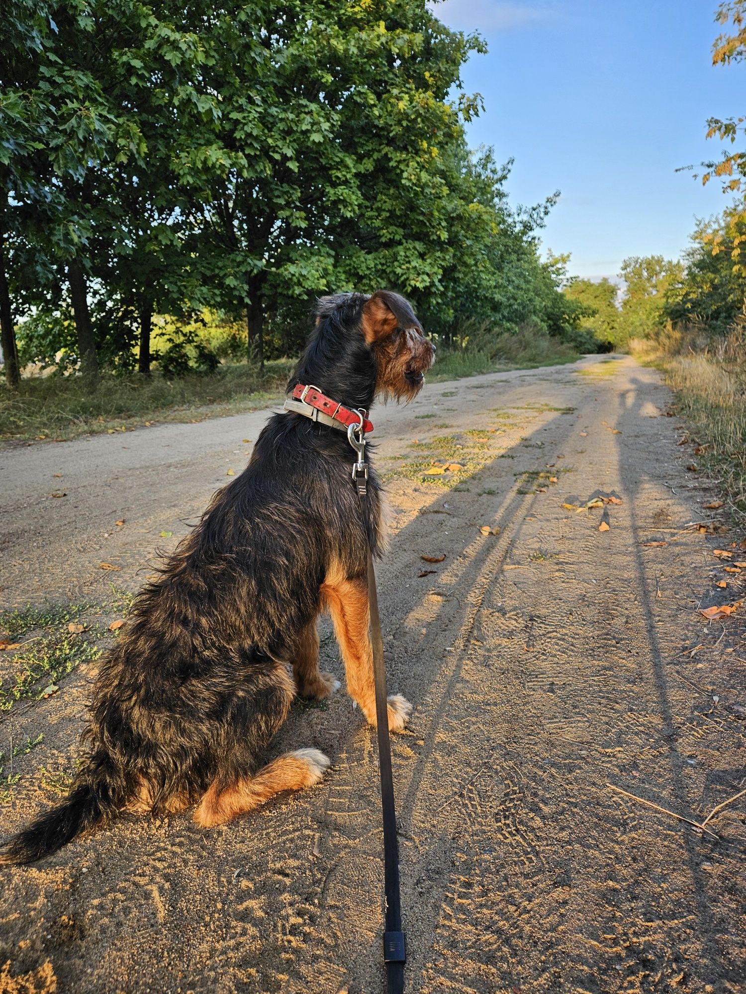 Jagdterier Czapi 3.5 roku PILNE