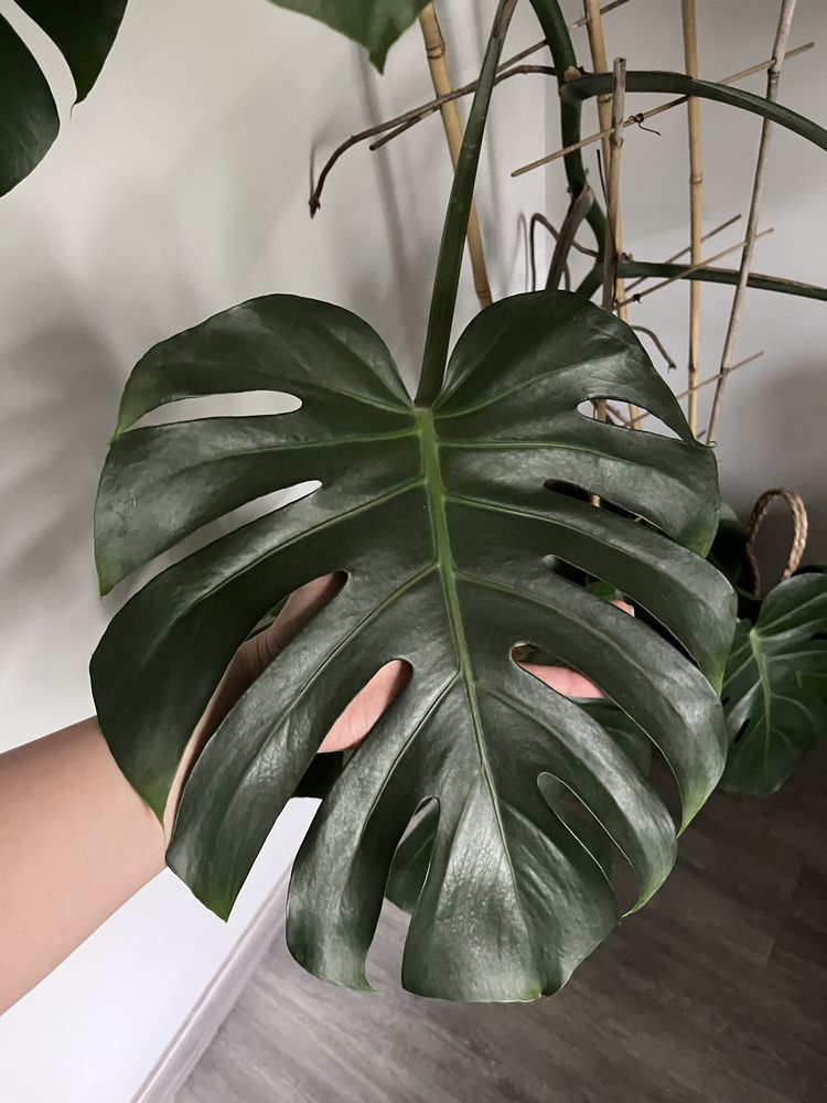 Monstera dziurawa duża