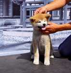 Akita Inu, miot po imporcie, ZKwP FC