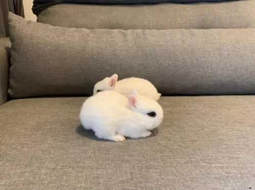 Mini coelhos anões +Conjuntos completo