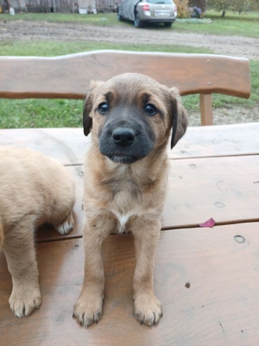 Pieska odam za darmo( suczka)