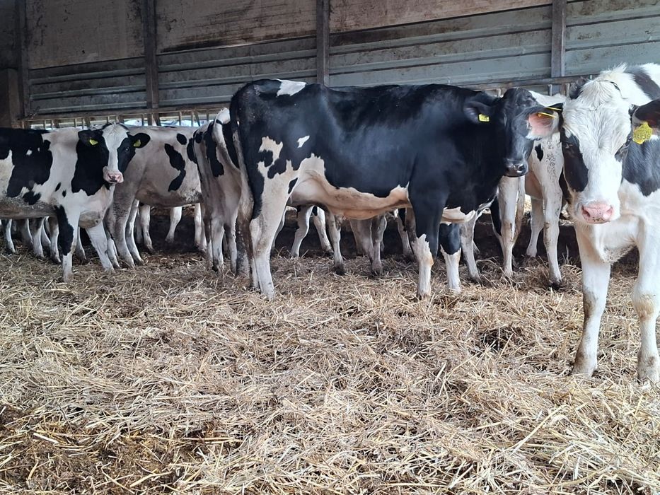 Jałówka hodowlana wysokocielna HF