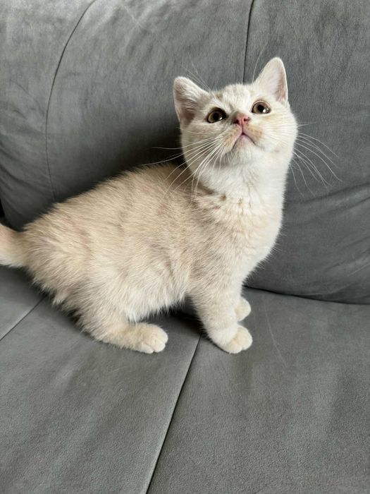 Fiorella Liliowy Zakątek*Pl kotka w kolorze kremowym