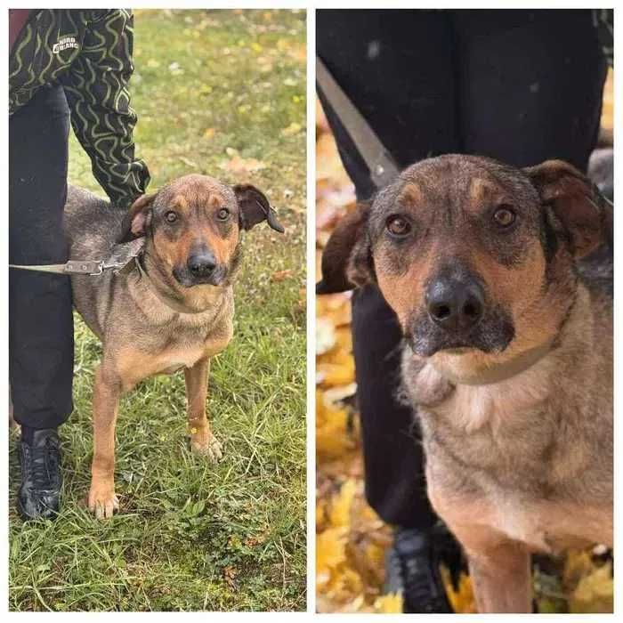 Пес Бемби ищет дом