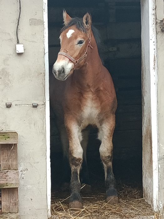 ogierek zimnokrwisty