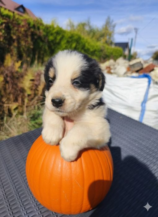Border collie szczeniak do odbioru