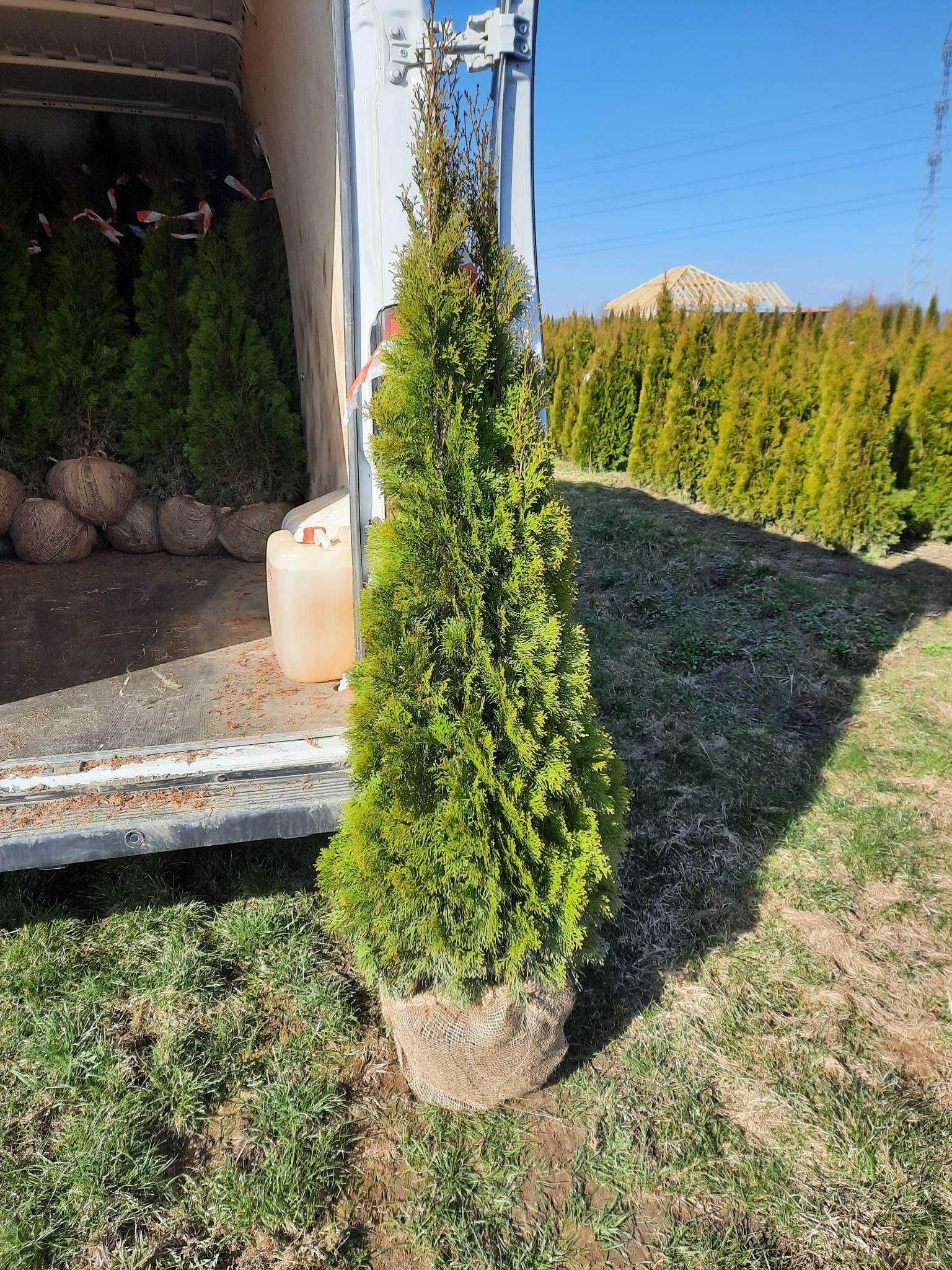 Tuja szmaragd, tuje od 60 do 250 cm! Thuja brabant do 200