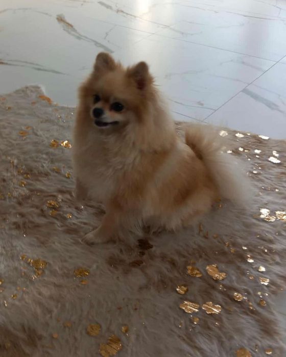 Piękna Suczka Szpic Miniaturowy z Rodowodem