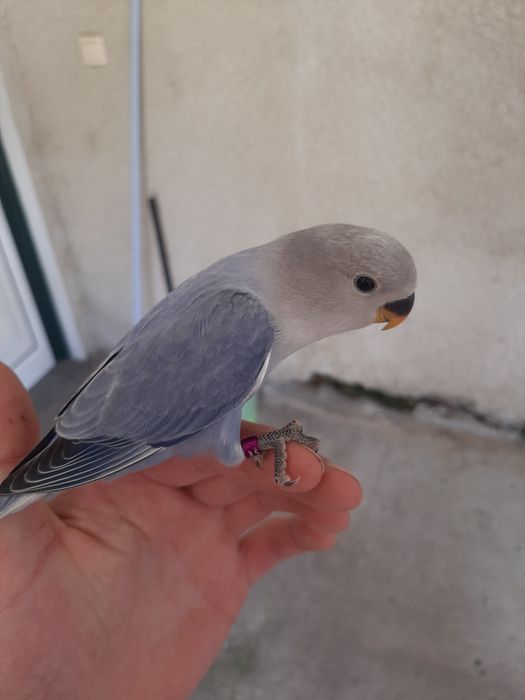 Agapornis Domesticados