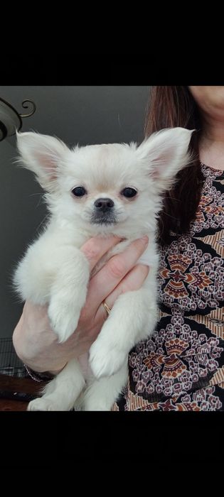 Chihuahua suczka długowłosa FCI ZKWP