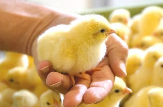 Продаж інкубаційного яйця Фарма Колор (м‘ясо-яєчні)