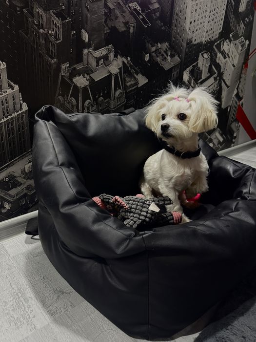 Автокрісло для собаки