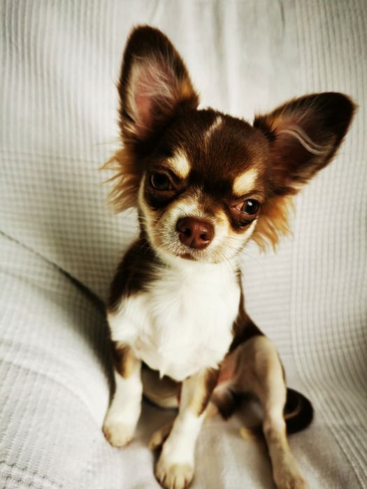 Wyjątkowy piesek chihuahua długowłosy