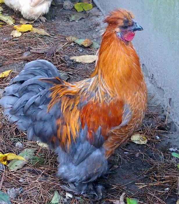 Silki Piękne Koguty