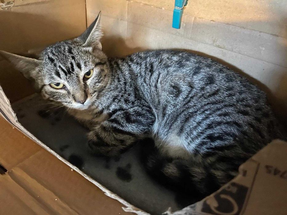 Gata bebé para adoção consciente