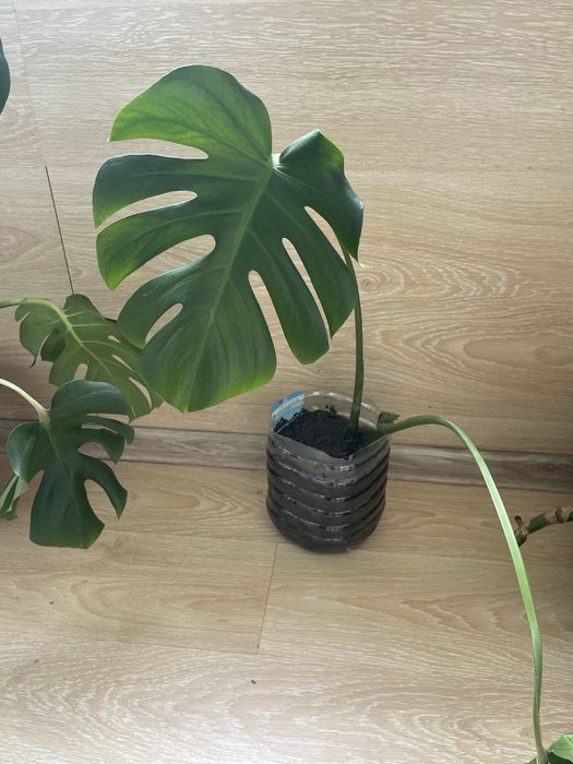 Монстера восхитительная (Monstera deliciosa).