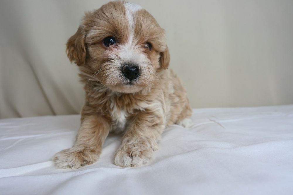 Maltipoo- Piękna suczka F1.