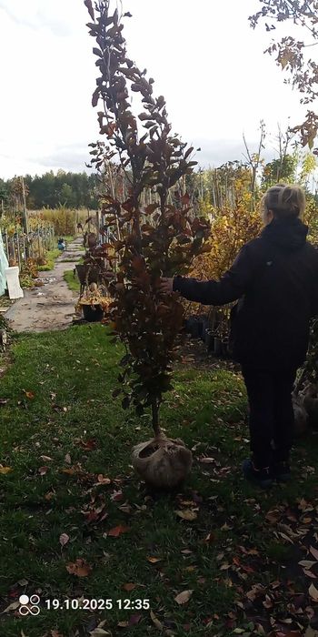 Buk Dawyck Purple 2,5-3m, obwód 6-8 cm