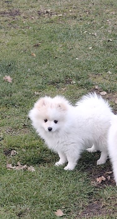 Szpic miniaturowy pomeranian piesek