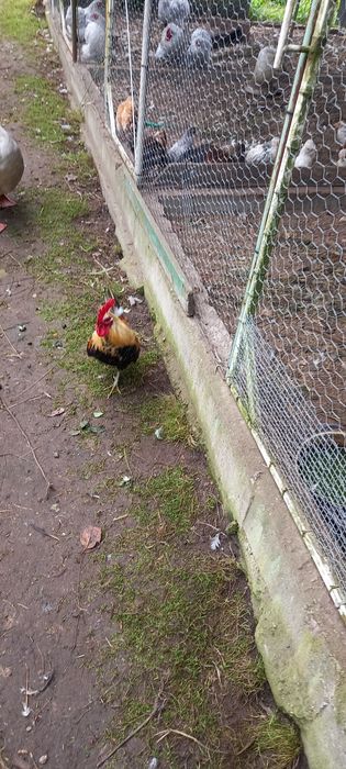 Koguty młode i dorosle