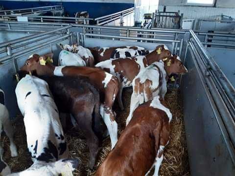 Cielęta, cielaki, byczki oraz jałówki mięsne, MM,MS,HF transport