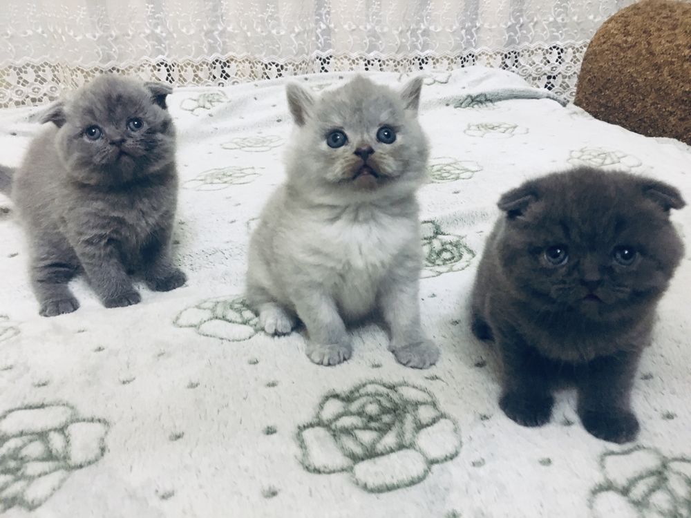 Шотландські кошенята / Шотландські котята / Scottish fold/straight