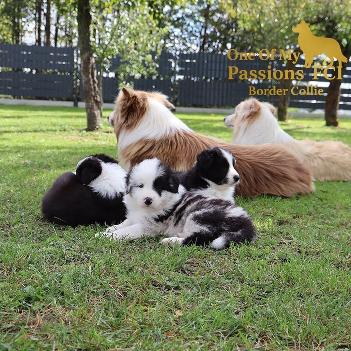Border Collie ZKwP FCI sunia gotowa do odbioru
