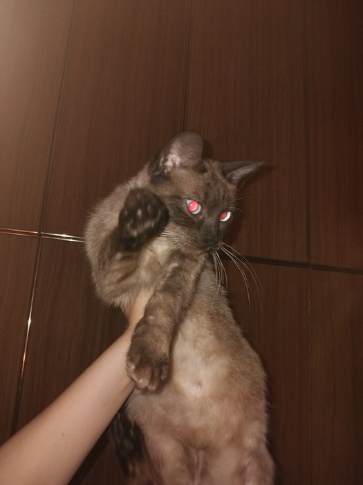 Терміново!!! Відаю кішку та кошенят