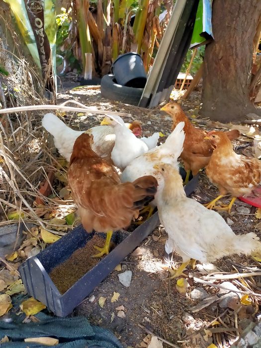 Vendo pintos alimentados com alimentação biológica