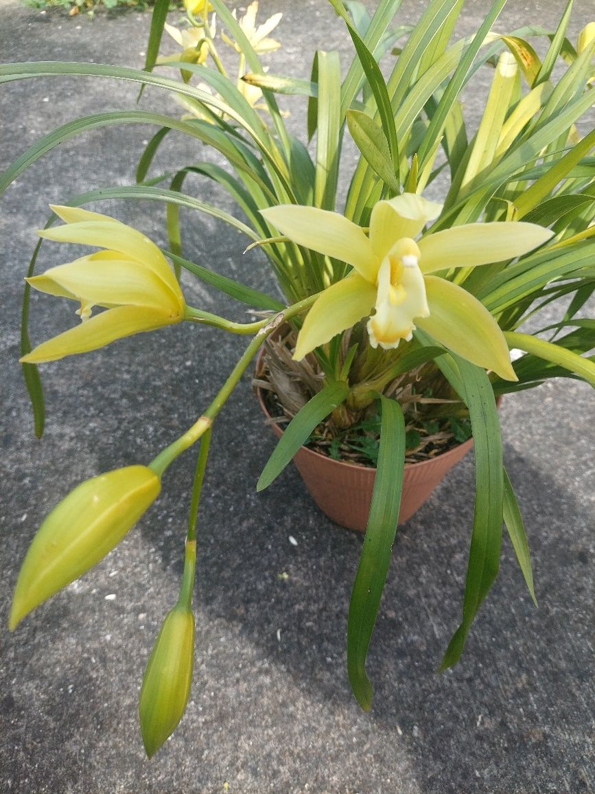 Orquídea verde lima