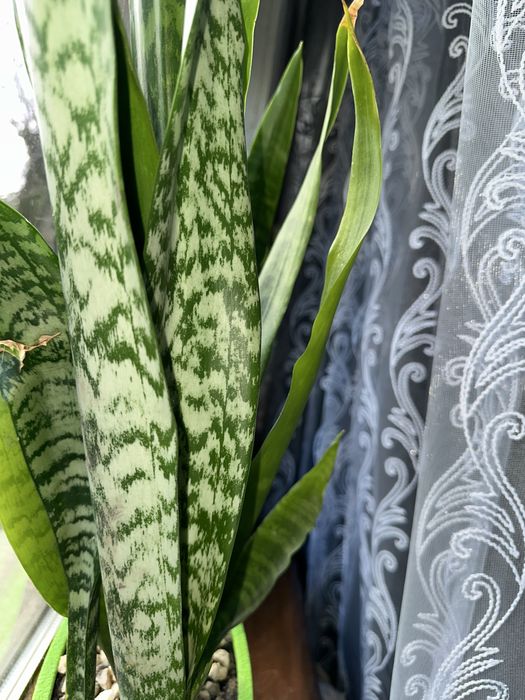 Сансевієрія пять видів