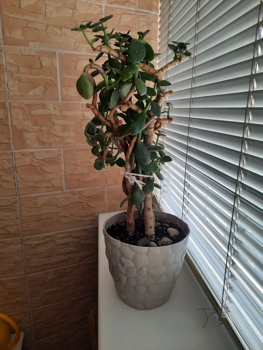 Толстянка/денежное дерево