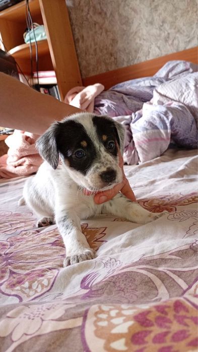 Щенки, собаки, цуцеки в добрі руки, бекоштовно