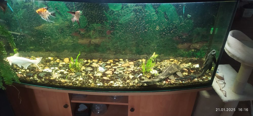 Sprzedam Akwarium 500L