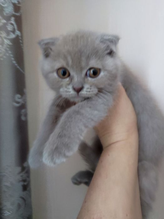 Коти, кошенята висловухі, 2 міс