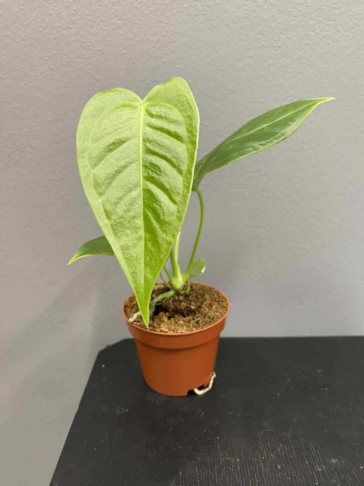 Anthurium Veitchii Anturium