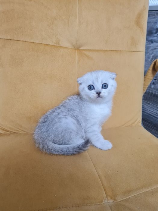 Вислоухий котёнок серебристая шиншилла мальчик, шотландский котёнок