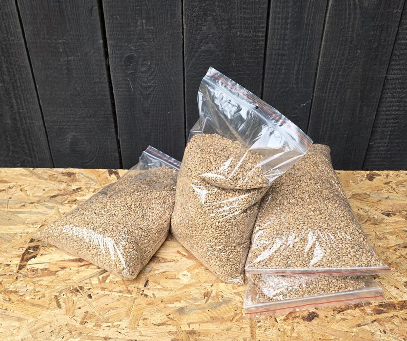 1,5kg Pszenica karma dla gryzoni chomika królika świnki morskiej