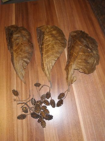 Szyszki olchy i liście ketapangu