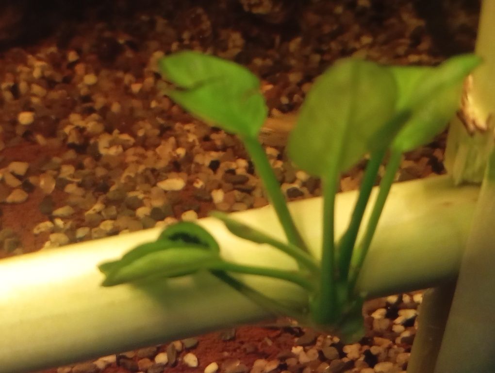 Planta aquario Anubias 1 pé