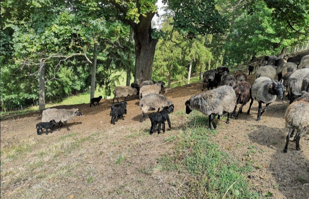 Owce wrzosówki młode 4-5 miesięczne