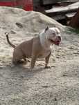 American Bully Standard Piękna Suczka ! Okazja !!!