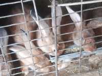 Кролики   Фландр