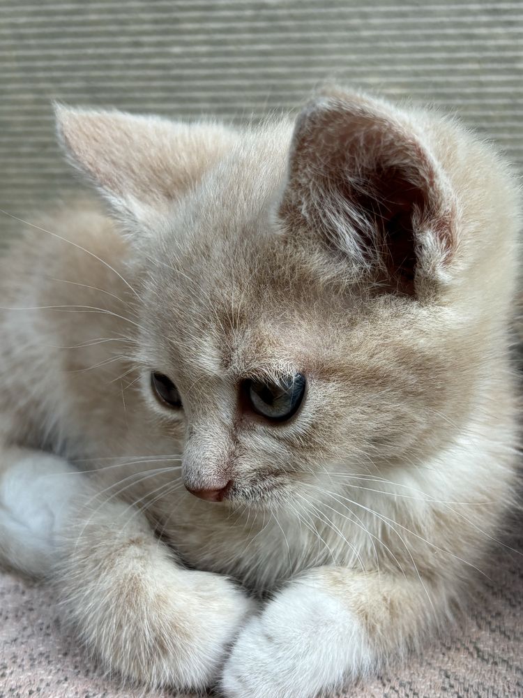 Отдам котят в хорошие руки