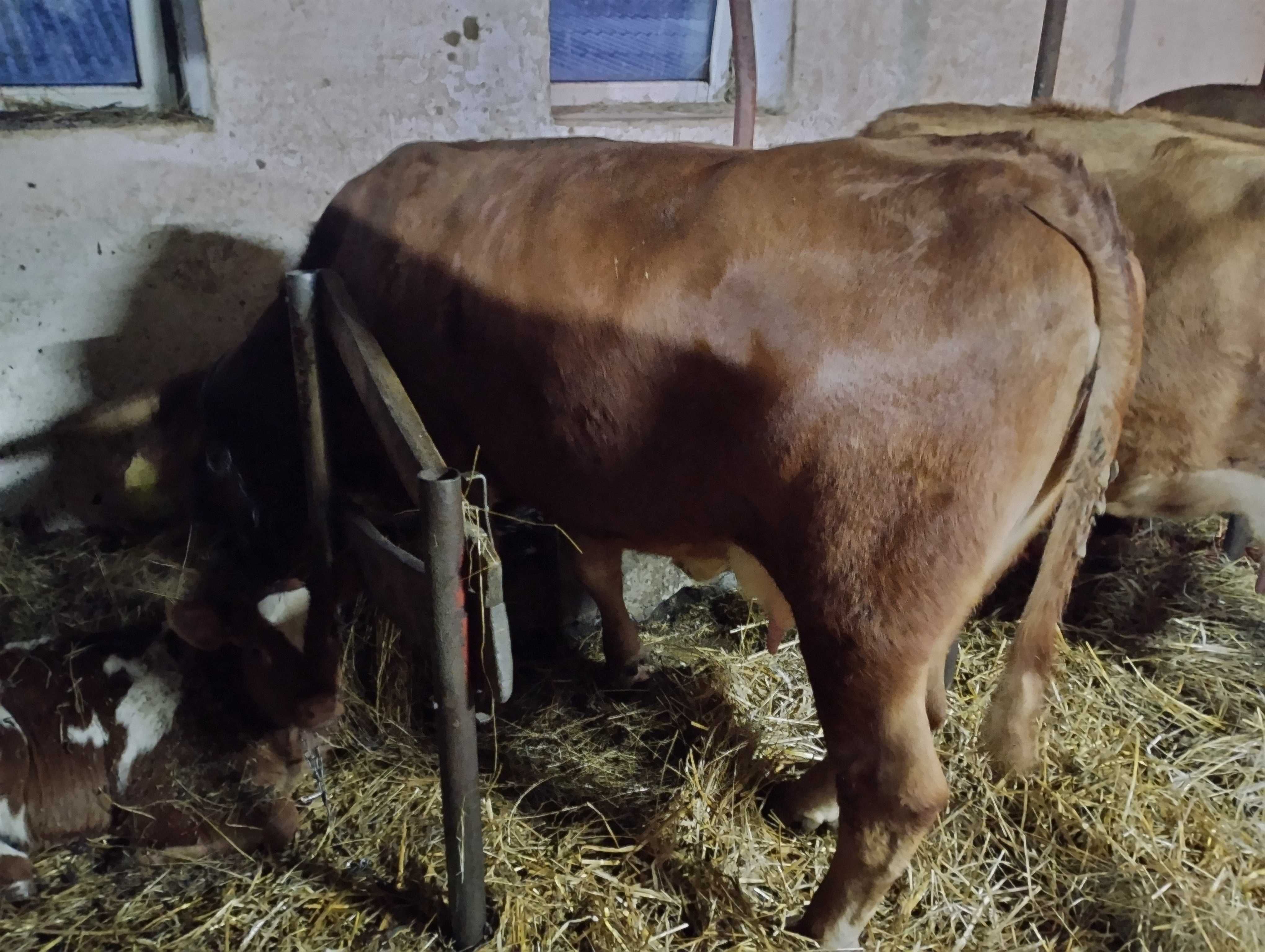 Krowa, Jałówka limousine cielna